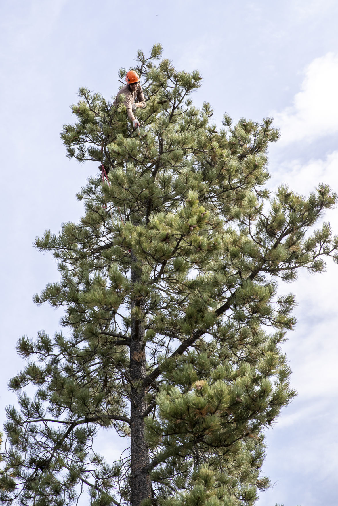 trees018.JPG
